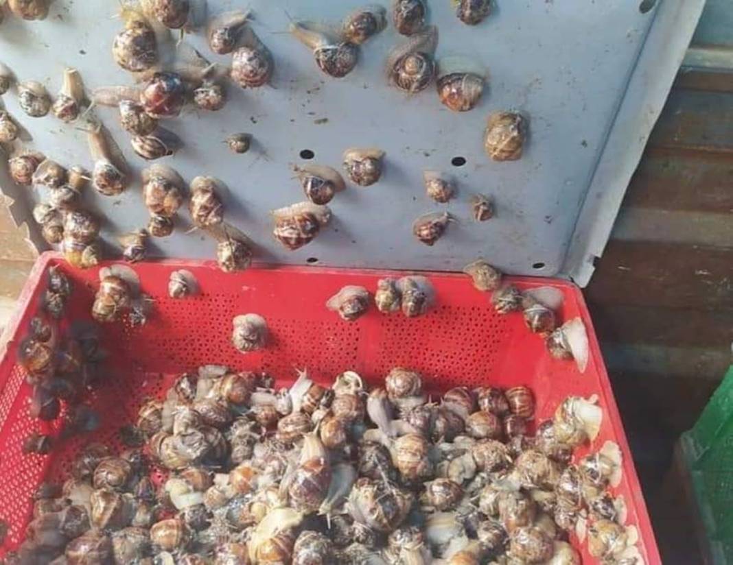 Karadeniz'de yetiştiriliyor, Avrupa ve Uzak Doğu'ya tonlarca satılıyor! Bölge halkının en büyük gelir kapısı 18